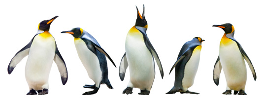 Penguins-540x200